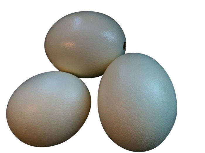 <h4>Deco Egg Ostrich Resin</h4>