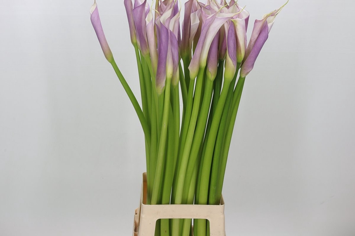 <h4>Zantedeschia eydolls purple white</h4>