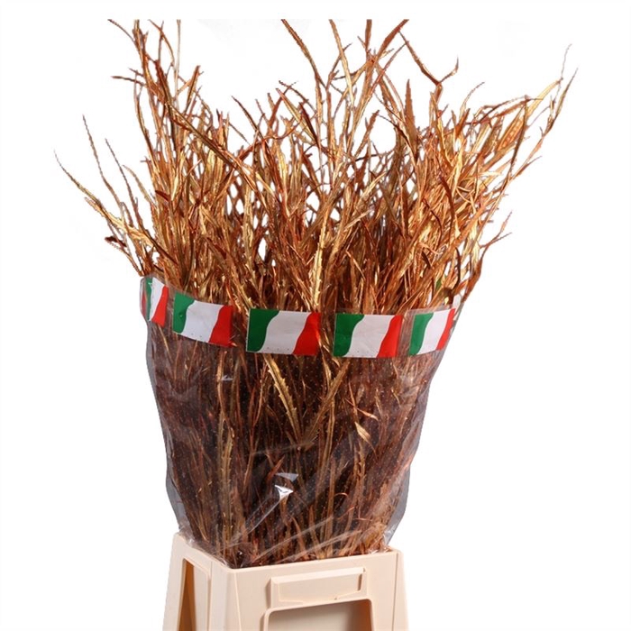 <h4>Grevillea Geverfd</h4>