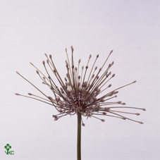 Allium Schubertii