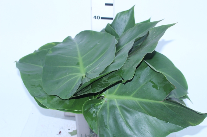 <h4>FOLH PHILODENDRON</h4>