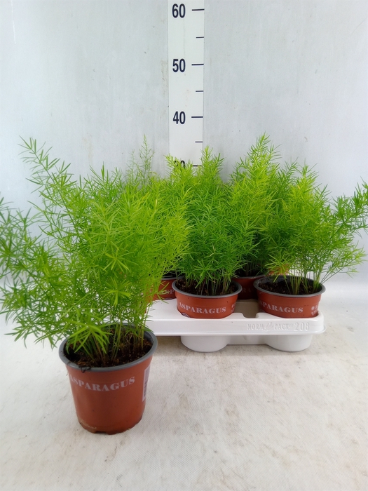 <h4>Asparagus Dens. 'sprengeri'</h4>