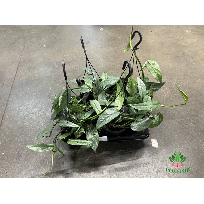 <h4>Epipremnum Cebu Blue 15Ø 25cm</h4>
