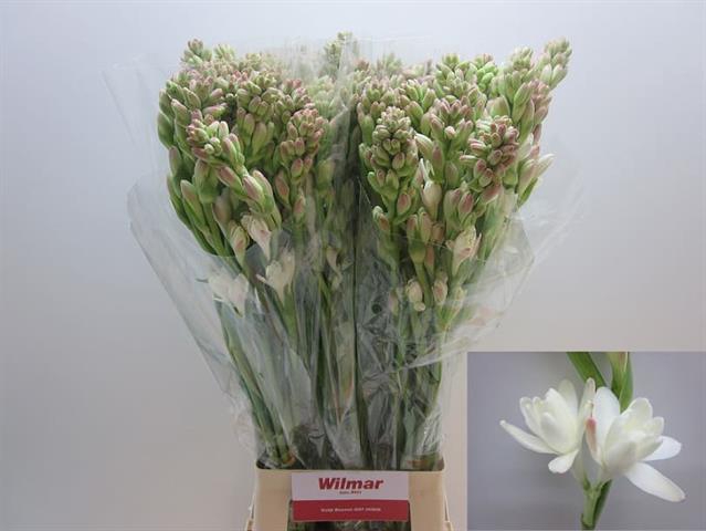 <h4>Polianthes tuberosa</h4>