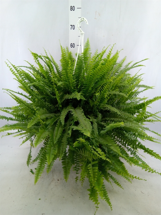 <h4>Nephrolepis Exal. 'green Lady'</h4>