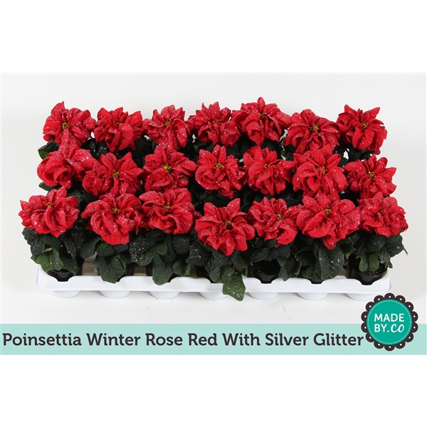 <h4>Euph. Poinsettia Winter Rose Red + silver glitter</h4>