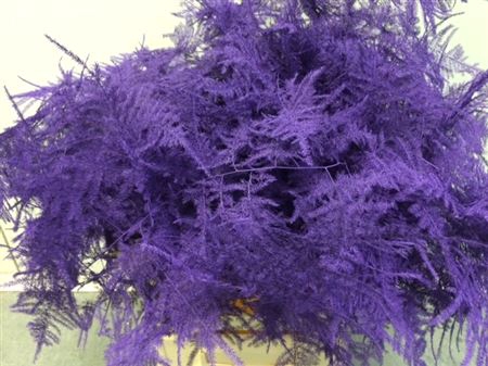 <h4>Asp. Lang Purple</h4>
