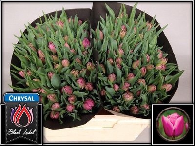 <h4>Tulipa do double princess</h4>