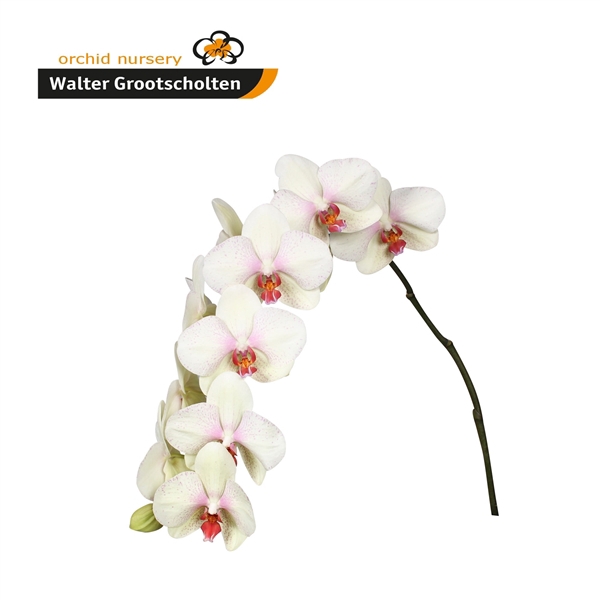 <h4>Phalaenopsis omega (per stem)</h4>