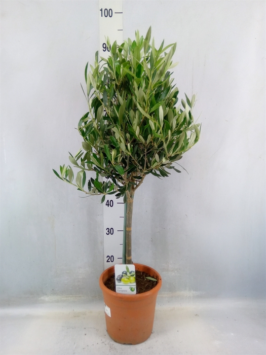 <h4>Olea Europaea</h4>