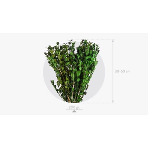 Buxus Green BXS/6103
