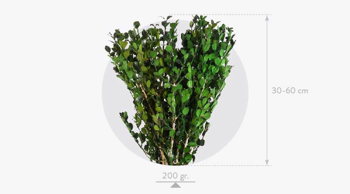 Buxus Green BXS/6103