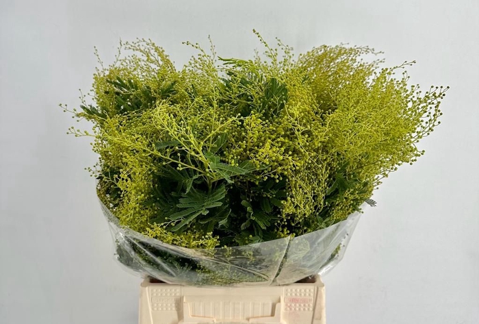 <h4>Mimosa decurrens</h4>