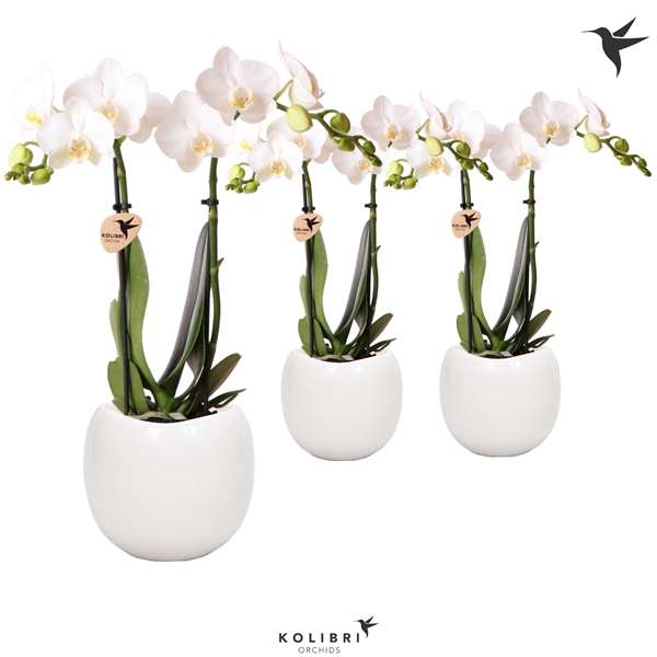 <h4>Kolibri Orchids Phalaenopsis 2 spike in Bowl pot</h4>