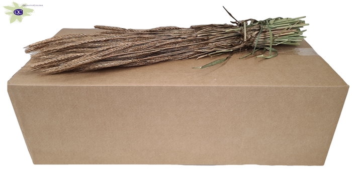 <h4>Triticale per bunch antique gold</h4>
