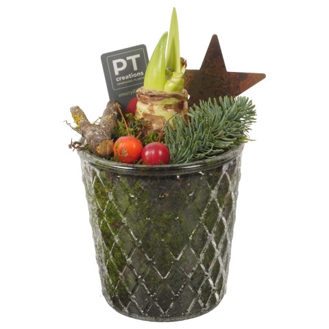<h4>PTACH7997 Arrangementen Kerst</h4>