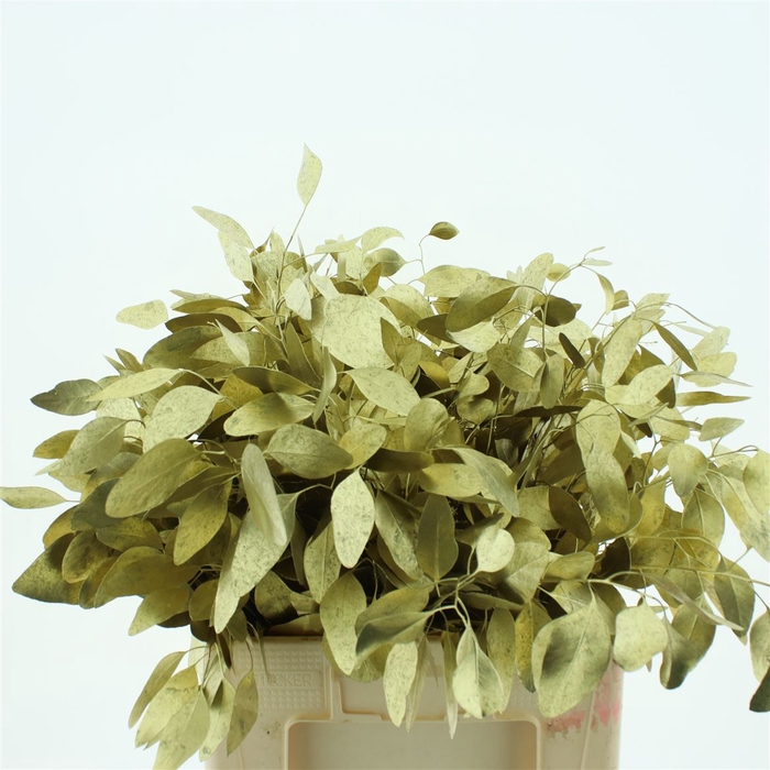 <h4>Euca Populus Blad Klb Gold 200gr</h4>
