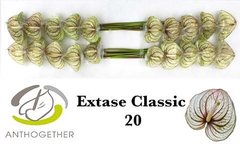 <h4>Anthurium extase (classic)</h4>