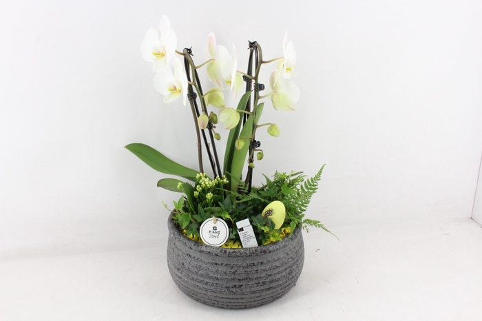<h4>arr2 PL - Ker. pot streep phal. pasen</h4>