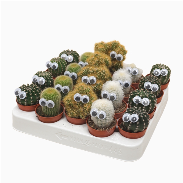 <h4>Cactus mix 5,5 cm. met oog</h4>
