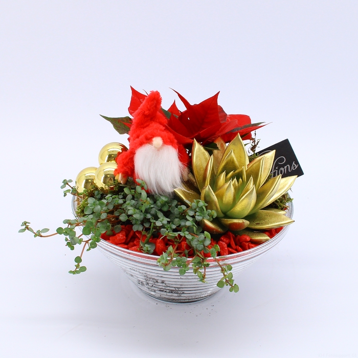 <h4>POCR-2303 Poinsettia creatie</h4>