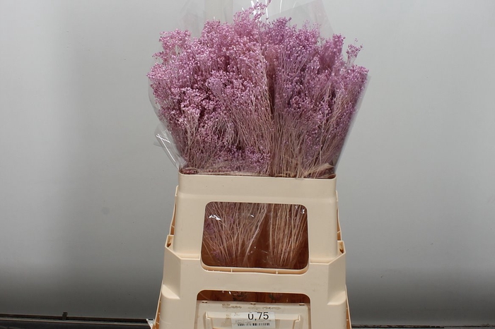 <h4>Dried Brooms Lilac Bunch</h4>