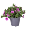 Calibrachoa mixkar op kleur