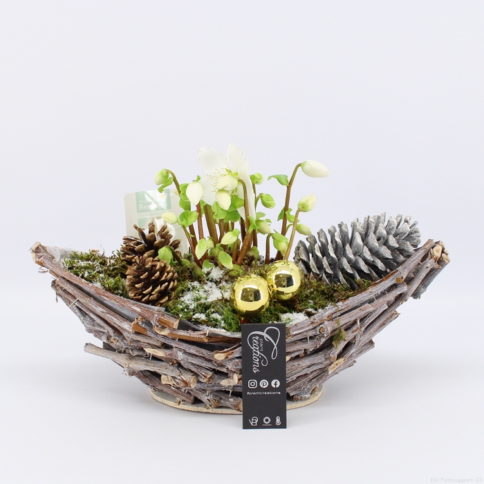 <h4>NHCR-2334 Verboom Helleborus</h4>
