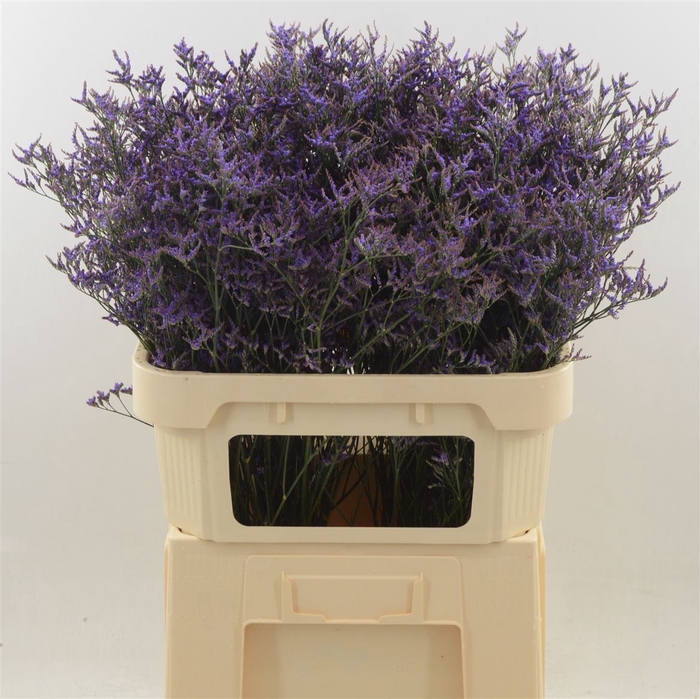 <h4>Limonium Safora Dark Blue</h4>