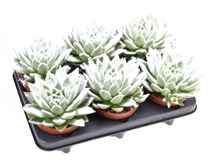 <h4>Echeveria  'Miranda'</h4>