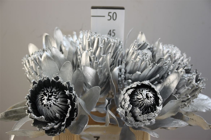 <h4>Protea Barbigera Zilver 40cm</h4>