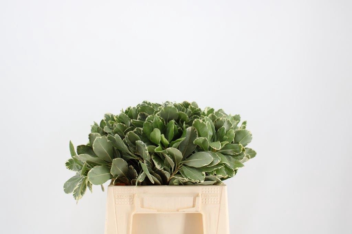 <h4>Leaf pittosporum ilan</h4>
