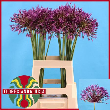 <h4>Allium Purple Rain 70cm</h4>