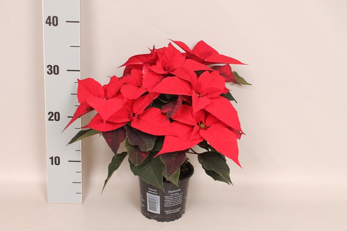 <h4>Poinsettia 13 cm Christmas Feelings® Red</h4>