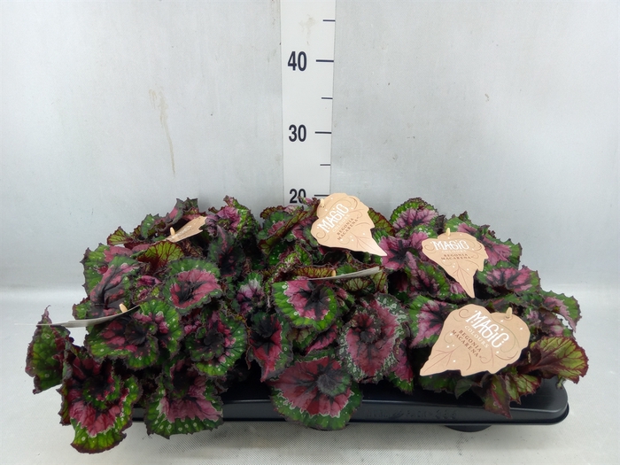 <h4>Begonia Bd 'magiccolours Macarena'</h4>