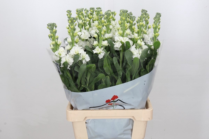 <h4>Matthiola iron white</h4>