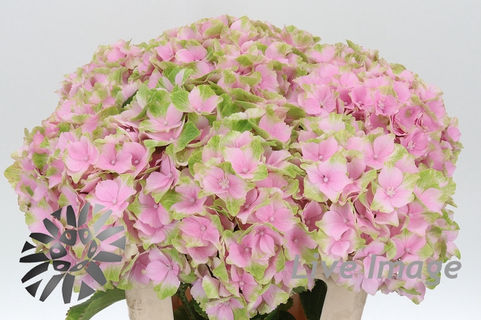 <h4>Hydrangea norah</h4>