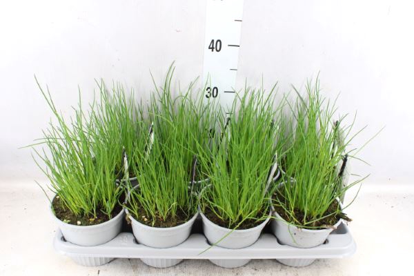 <h4>Allium schoenoprasum</h4>