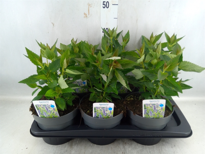 <h4>Agastache  'Blue Fortune'</h4>