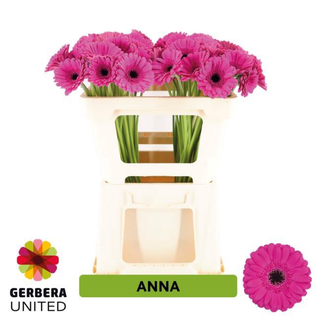 <h4>Germini anna</h4>