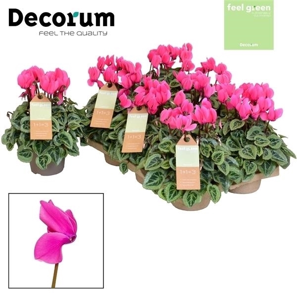 Feel Green - Decorum