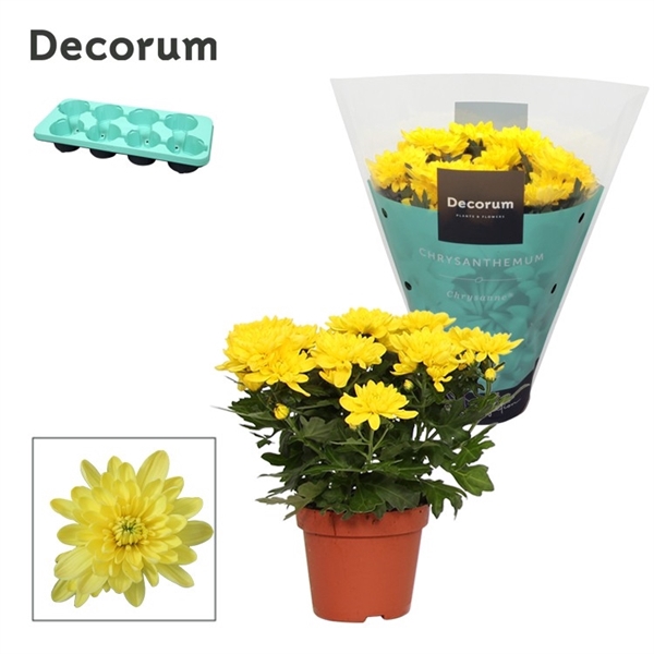 <h4>Chrysanne® Grandezza Yellow</h4>
