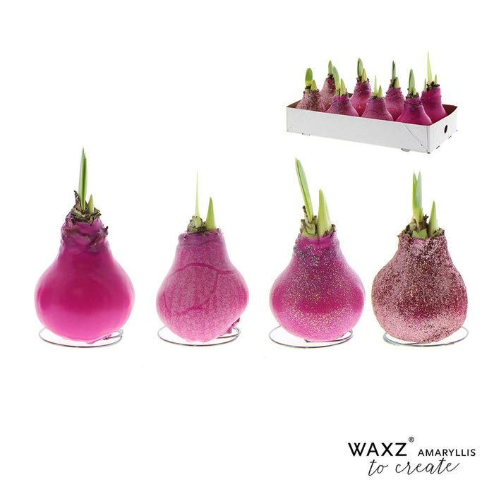<h4>arr4 Amaryllis VH - Wax to create Pink</h4>