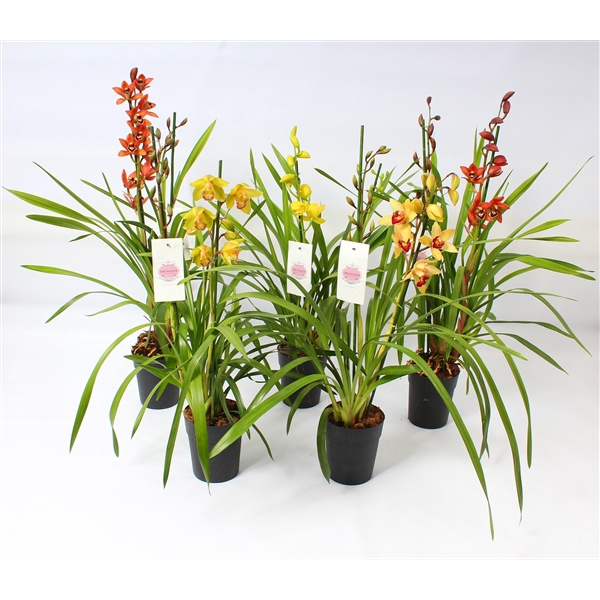 <h4>Cymbidium kleuren mix 2-3 tak</h4>
