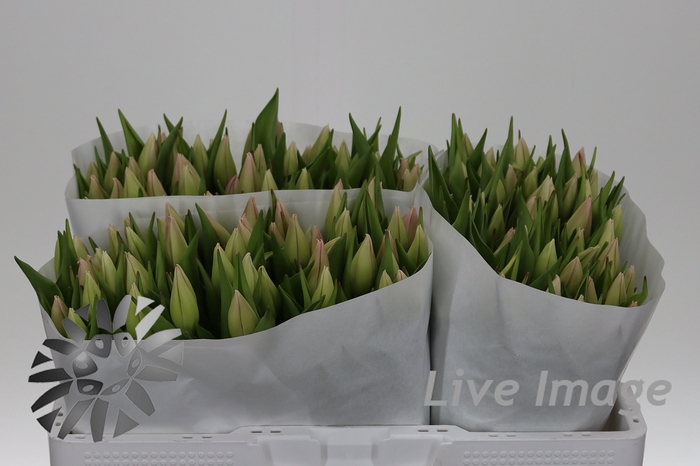 <h4>Tulipa gb big love</h4>