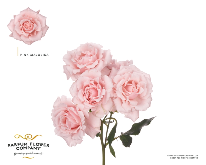 <h4>Rosa Spray Parfum Pink Majolica</h4>
