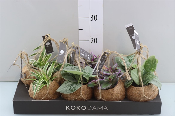 <h4>Opm Kokodama Ov Kamerplanten Gemengd</h4>