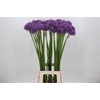 Allium Gladiator