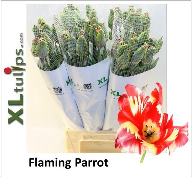 <h4>Tulipa fre flaming parrot</h4>