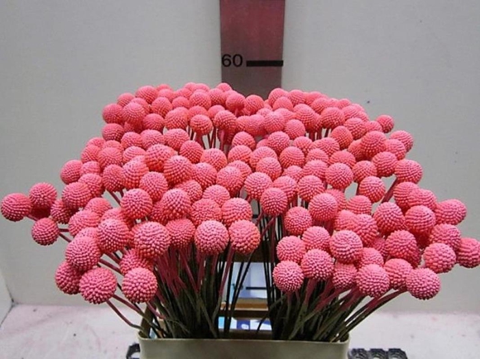 <h4>Craspedia Rose</h4>